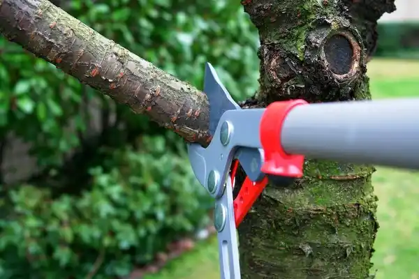 tree services Colcord